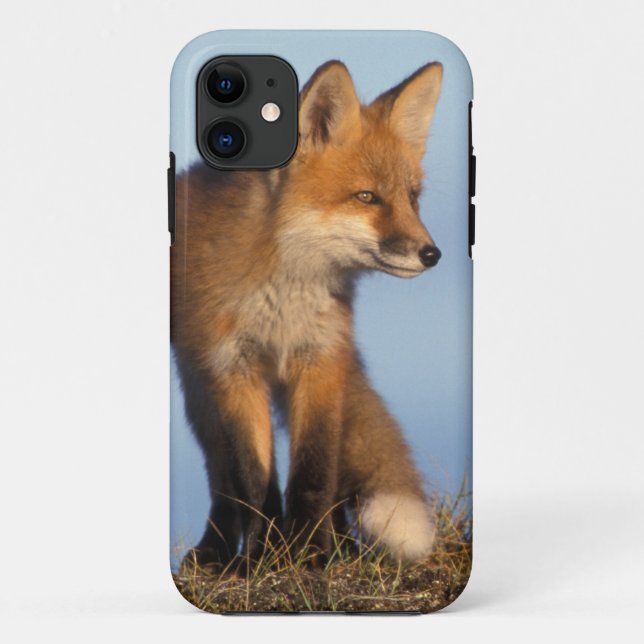Capa Para iPhone 11 raposa-vermelha, Vulpes vulpes (Verso)