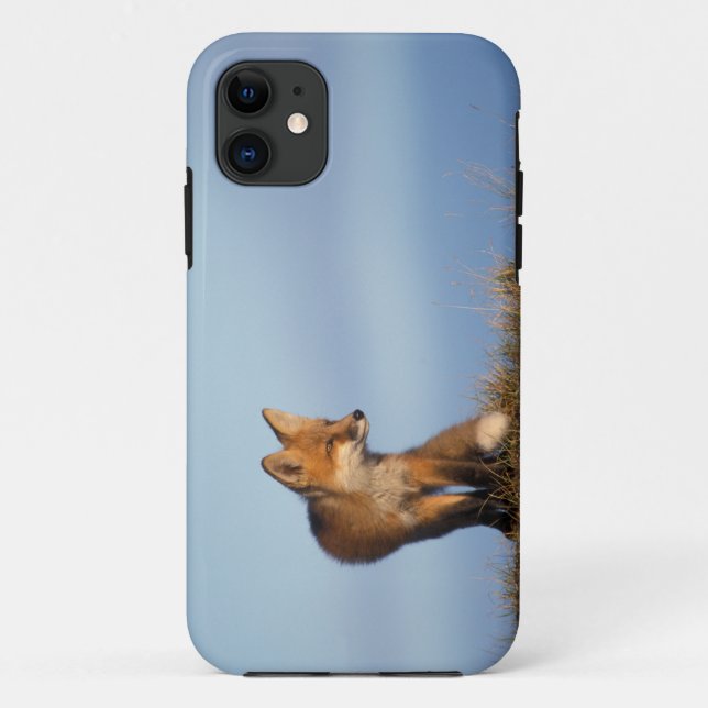 Capa Para iPhone 11 Raposa vermelha, Vulpes vulpes (Verso)