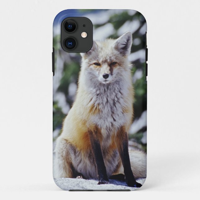Capa Para iPhone 11 Red Fox sentado no banco de neve, Vulpes, Monte. (Verso)