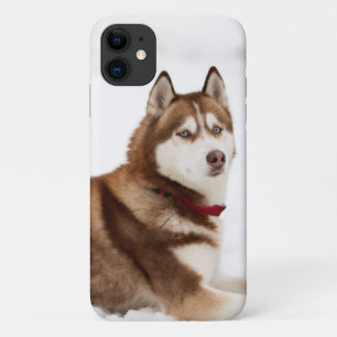 Capa Para iPhone 11 Retrato de Husky Siberiano