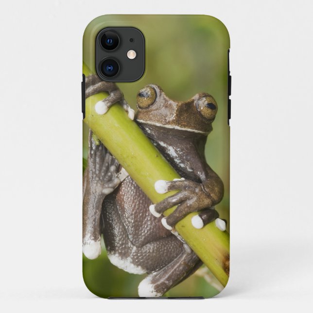 Capa Para iPhone 11 Sapo-árvore Cativo Tapichalaca Hyloscirtus (Verso)
