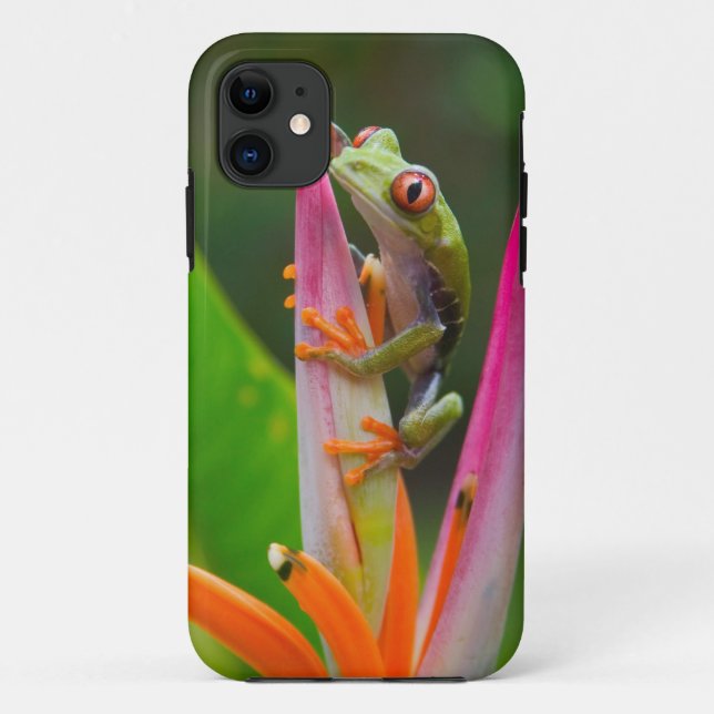 Capa Para iPhone 11 Sapo de árvore de olhos vermelhos, Costa Rica (Verso)