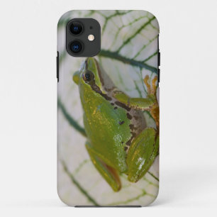 Capa Para iPhone 11 Sapo de árvore do Pacífico em flores em nosso jard
