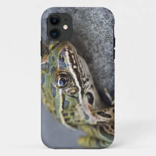 Capa Para iPhone 11 sapo Leopardo norte, Ilha de passagem,