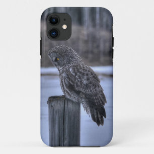 Capa Para iPhone 11 Sentado Cinza Coruja Selvagem Foto Retrato III