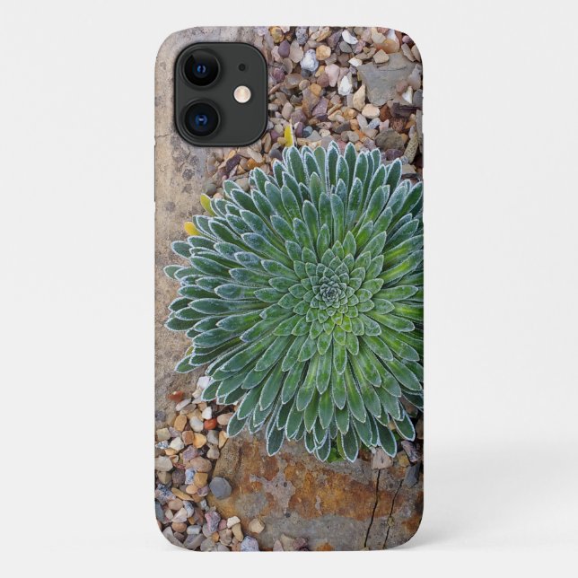 Capa Para iPhone 11 Suculente planta do deserto (Verso)