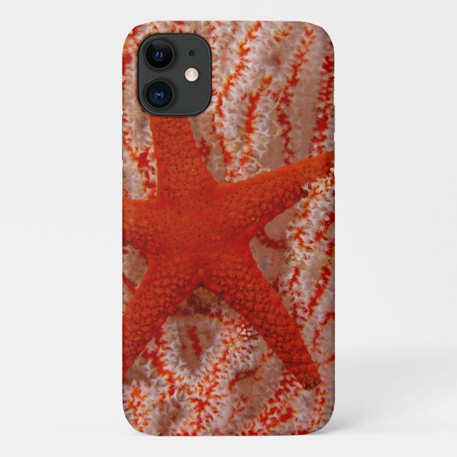 Capa Para iPhone 11 Tailândia, Estrela do Mar (Verso)