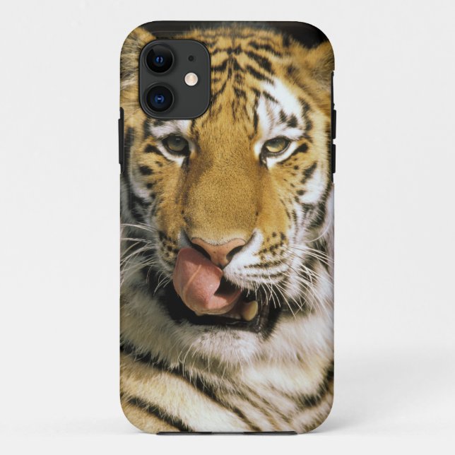 Capa Para iPhone 11 Tiger Michigan Zoo (Verso)