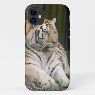 Capa Para iPhone 11 Tigre