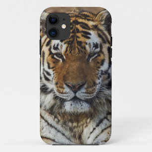 Capa Para iPhone 11 Tigre-de-bengala, Panthera tigris, Louisville Zoo,