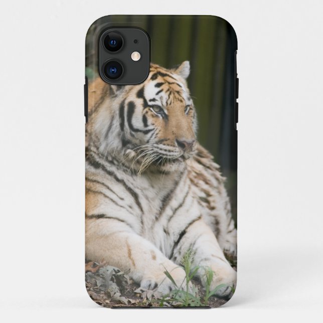 Capa Para iPhone 11 Tigresa Siberiana (Verso)