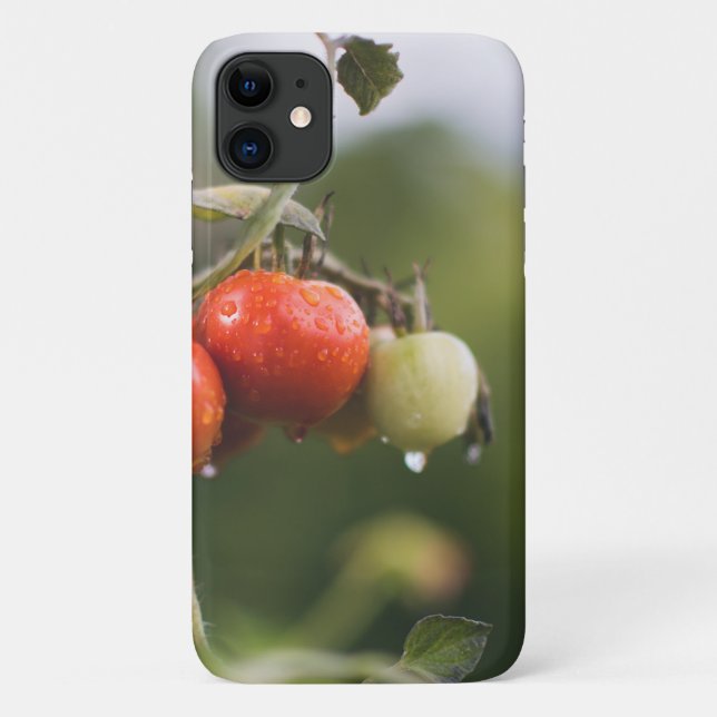 Capa Para iPhone 11 tomate molhado na vinha (Verso)