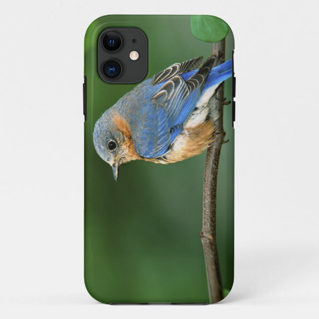 Capa Para iPhone 11 Toutinegra-azul-fêmea, Sialia sialis (Verso)