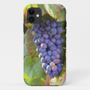 Capa Para iPhone 11 Um cacho de uvas Pinot Noir em um Chambertin