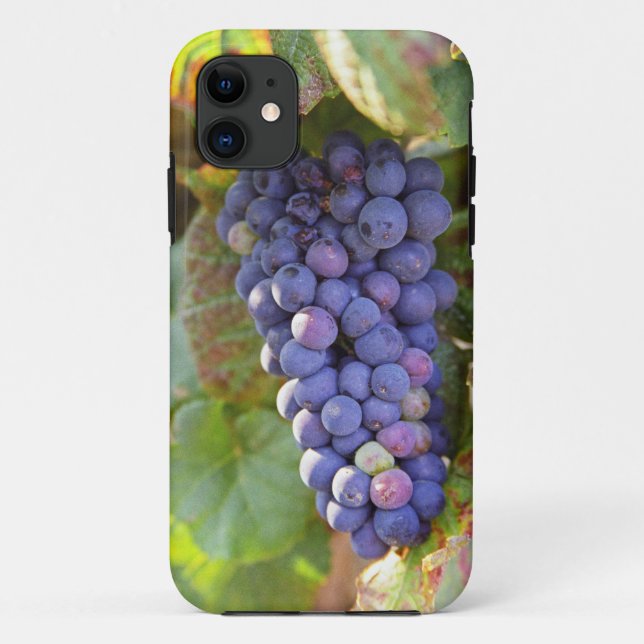 Capa Para iPhone 11 Um cacho de uvas Pinot Noir em um Chambertin (Verso)