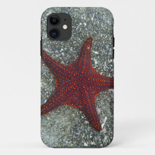 Capa Para iPhone 11 Uma estrela do mar vermelha Galápagos, Equador