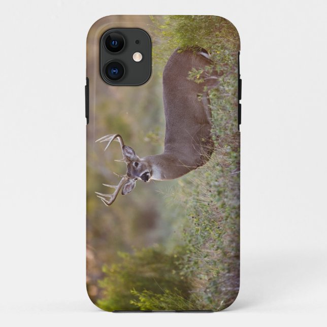 Capa Para iPhone 11 veado de cauda branca (Odocoileus virginianus) mac (Verso)