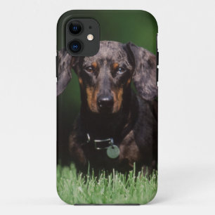 Capa Para iPhone 11 Vista de Dachshund de cor malhada