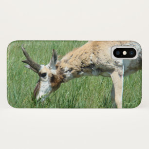 Capa Para iPhone Da Case-Mate A11 Pronghorn Antelope Grazing