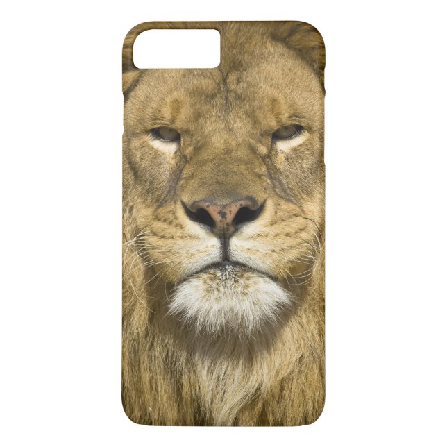 Capa Para iPhone, Case-Mate African Barbary Lion, Panthera leo leo, um dos (Verso)