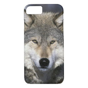 Capa Para iPhone Da Case-Mate América do Norte, EUA, Minnesota. Wolf Canis