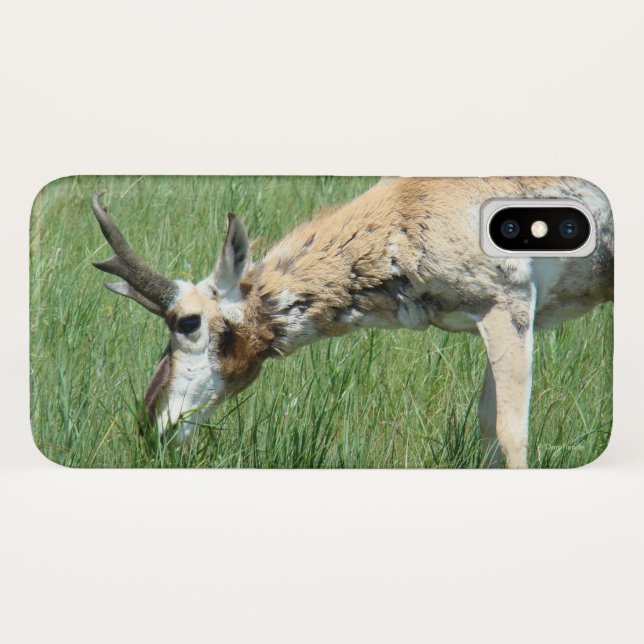 Capa Para iPhone, Case-Mate Antilope Pronghorn Pastando (Verso (Horizontal))
