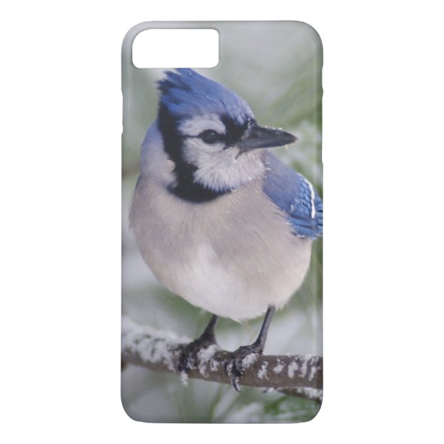 Capa Para iPhone, Case-Mate Azul Jay, Cyanocitta cristata (Verso)