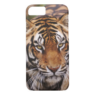 Capa iPhone 8/ 7 Bengal Tiger, Panthera tigris