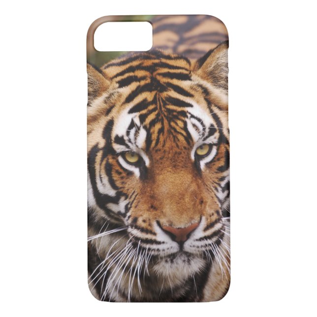 Capa Para iPhone, Case-Mate Bengal Tiger, Panthera tigris (Verso)