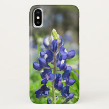 Bluebonnet