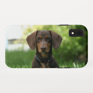 Capa Para iPhone Da Case-Mate Brown Dachshund Puppy