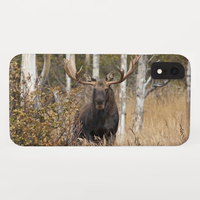 Capa Para iPhone, Case-Mate Bull Moose Impressionante (Verso (Horizontal))