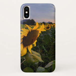 Capa Para iPhone Da Case-Mate Campo de girassóis de florescência