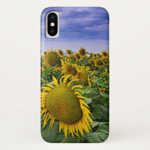 Capa Para iPhone Da Case-Mate Campos do girassol de Califórnia