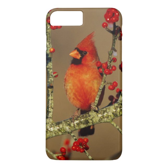 Capa Para iPhone, Case-Mate Cardinal-vermelho macho empoleirado, IL (Verso)