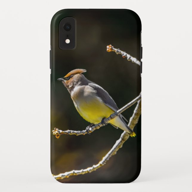Capa Para iPhone, Case-Mate Cedar Waxwing Songbird Original Foto de Pássaro Se (Verso)