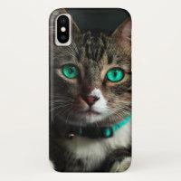 Cinzas e Gato Branco com Olhos Azuis e Colar Corre