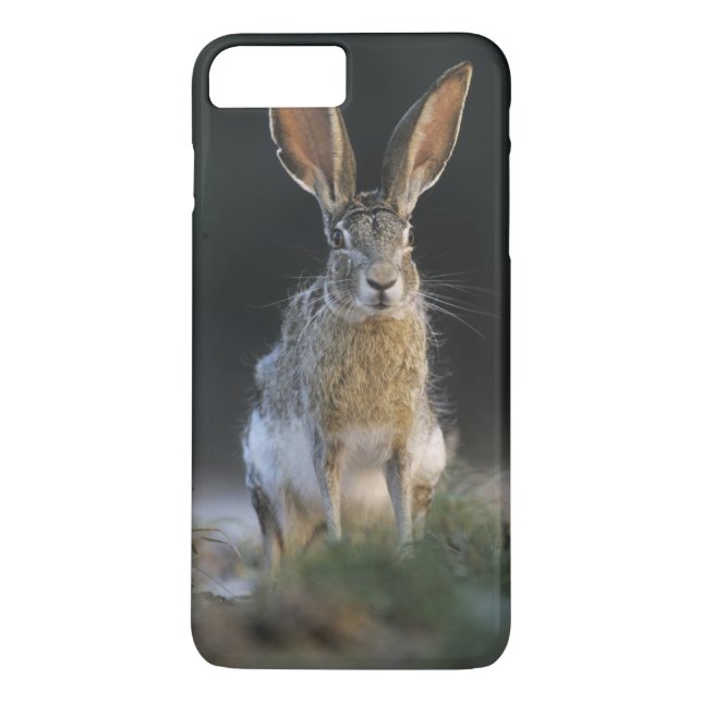 Capa Para iPhone, Case-Mate Coelho-de-cauda-negra, Lepus californicus, 2 (Verso)