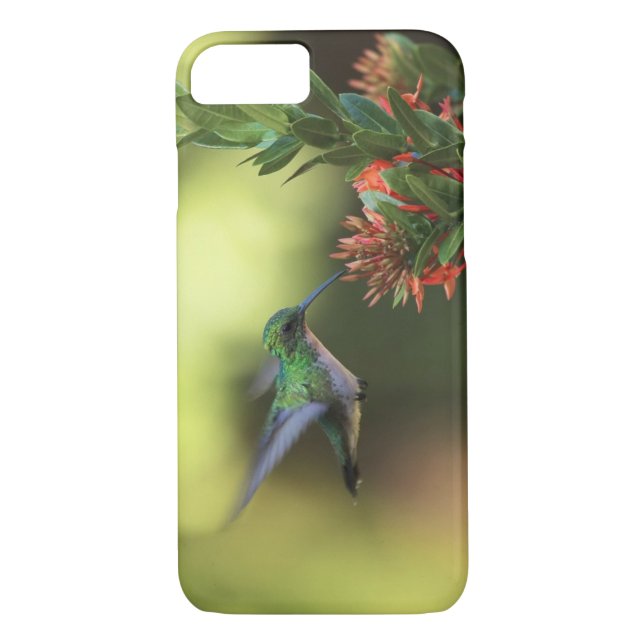 Capa Para iPhone, Case-Mate Colibri (Verso)