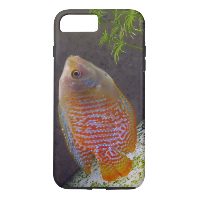 Capa Para iPhone, Case-Mate Dwarf Gourami Fish (Verso)