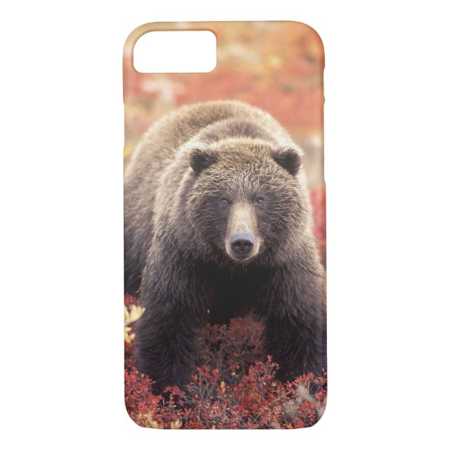 Capa Para iPhone, Case-Mate EUA, Alaska, Denali NP, fêmea Urso Grizzly (Verso)