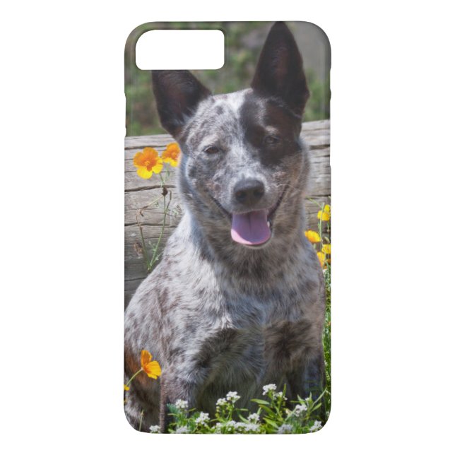 Capa Para iPhone, Case-Mate EUA, Califórnia. Queensland Healer Sitting 2 (Verso)