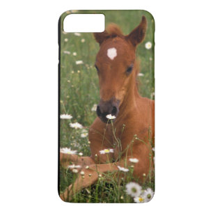 Capa Para iPhone Da Case-Mate EUA, Oregon, Pônei Árabe.