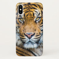 Face de Tigre