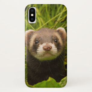 Capa Para iPhone Da Case-Mate Ferreto castanho-bonito na grama