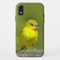 Fotom original do Papa-Figuras - Orchard Oriole