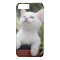 Gatinho branco turco