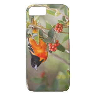 Capa Para iPhone Da Case-Mate Ilha do Padre do Sul, Texas, EUA, Baltimore Oriole