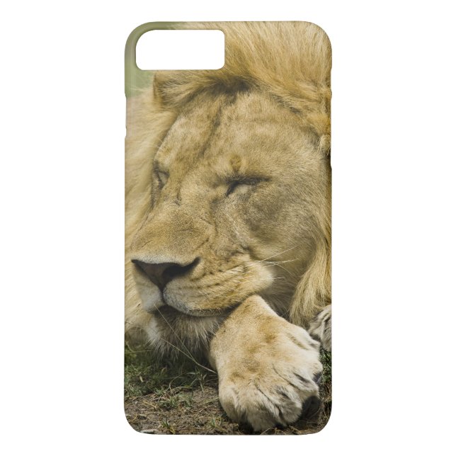 Capa Para iPhone, Case-Mate Leão-africano, Panthera leo, deitado dormindo (Verso)