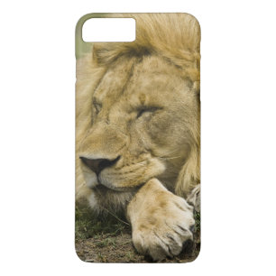 Capa iPhone 8 Plus/7 Plus Leão africano, Panthera leo, estabelecimento